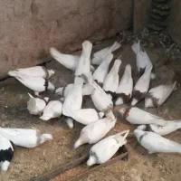 کبوتر طوقی