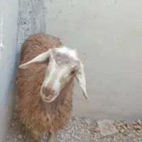 بره میش بز بزغاله|حیوانات مزرعه|اصفهان, دهنو|دیوار