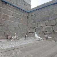 کبوتر ۵عددپرشی