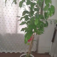 گل بنجامین|گل و گیاه طبیعی|اصفهان, پوریای ولی|دیوار