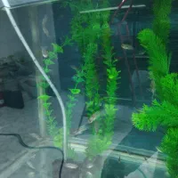 ماهی جوجه فلاور خوراک|ماهی|نیشابور, شهرک جانبازان|دیوار