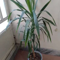 نخل ماداگاسکار و گیاه یوکا