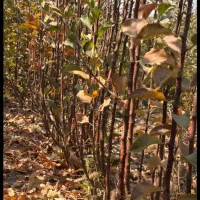 نهال سیب رندرز تضمینی آماده تحویل|خدمات باغبانی و درختکاری|اشنویه, |دیوار