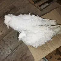 کفتر جکسون و شامپیون|پرنده|قم, بنیاد|دیوار