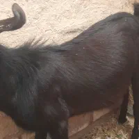 معاوضه ای گوسفندوبز باهرچیزی که هم قیمتشون باشه|حیوانات مزرعه|رامشیر, |دیوار