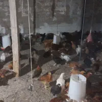 فروش نمچه مرغ و خروس محلی|حیوانات مزرعه|رودسر, |دیوار