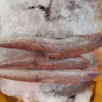 ماهی مرغ گوشت دنبه خرید با کالا برگ مقدور میباشد|خوردنی و آشامیدنی|ایذه, |دیوار