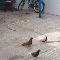 کبوتر معاوضه