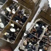 پخش عمده جوجه یک روزه گلپایگانی زیر قیمت بازار