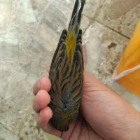 قناری ماده سبز کارداده ۴ تخم آماده