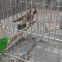 سهره نر