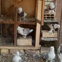 کبوتر ساطلن ها دونی ۴۰۰ و طوقی ها دونی ۵۰۰|پرنده|اصفهان, دستگرده|دیوار