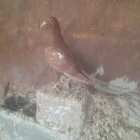 جوجه میولمنز|پرنده|وحدتیه, |دیوار