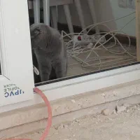 کارگر گچکاری