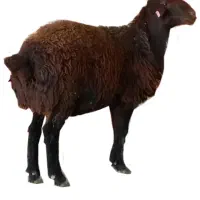 فروش بره