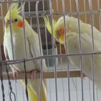 یک جفت عروس هلندی نروماده