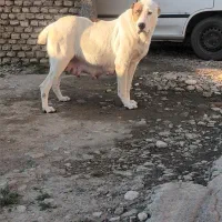 ماده آلابای|سگ|سنگدوین, |دیوار