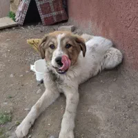 سگ نگهبان|سگ|مشهد, گاز|دیوار