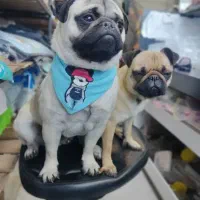 سگ نژاد پاگ نر و ماده|سگ|اندیشه, اندیشه فاز ۱|دیوار