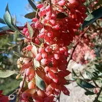 پرستار خانم ۲۴ ساعته و۶ روز در هفته