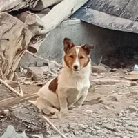 سگ.|سگ|ایرانشهر, |دیوار