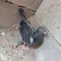 جفت سبز پولک