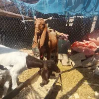 یک عدد بز نر سوسنگرد روستای مرعی|حیوانات مزرعه|سوسنگرد, |دیوار