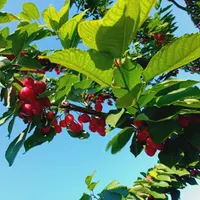 نصب لوستر وسیم کشی