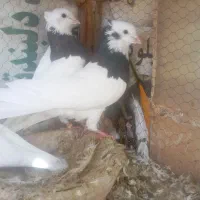 کبوتر طوقی پرشی