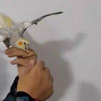 دو عدد عروس هلندی