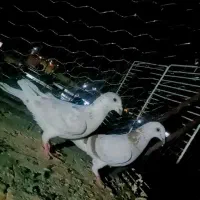 کفتر