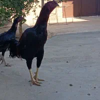 مرغ تخم گذار و خروس لاری