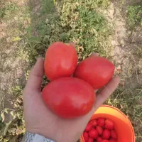 گوجه