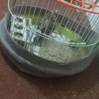 ۲تا طوقی|پرنده|تربت جام, شهید غلام زاده|دیوار