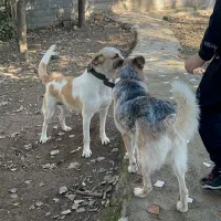 سرایدار و باغباغبان زوج