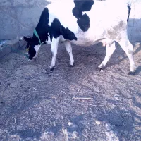 گاو اصیل هیکل شیری