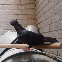 کبوتر زاغ صرب ماده