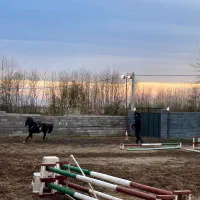 اسب نریون کرد مشکی