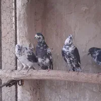 کبوتر سوسی قاره ...تکی فروش نداریم|پرنده|کاشان, ۲۲ بهمن|دیوار