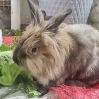 خرگوش لوپ|موش و خرگوش|قروه, |دیوار