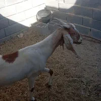 بز شکم سوم