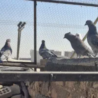 کفتر سرور|پرنده|آران و بیدگل, |دیوار