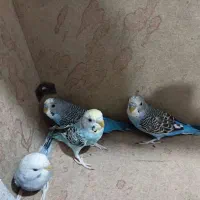 مرغ عشق