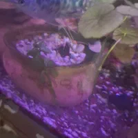 آکواریوم|ماهی|مرودشت, ژیان|دیوار