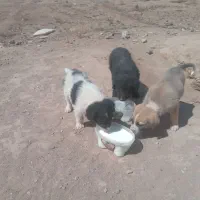 نگهداری از توله ها