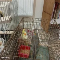 معاوضه عروس هلندی پلاکی|پرنده|شاهینشهر, طالقانی|دیوار