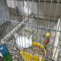 یه جفت آلبینو مولد با جوجه