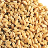 فروش گندم بذری کوهدشت وجو