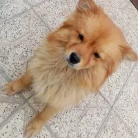 واگذاری سگ پامرروباهی