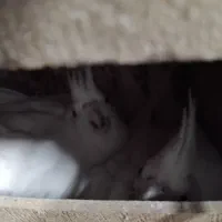 فروش سه جفت عروس مولد